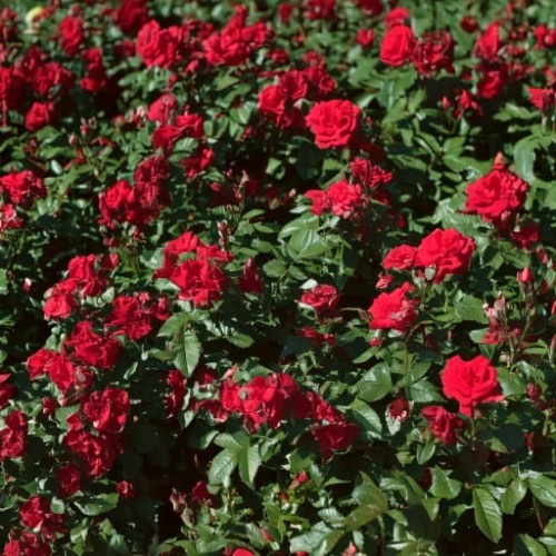 roza-okrywowa-rosa-centro-rose-zielonapara-sadzonka-duza-zdrowa-biale-kwiaty