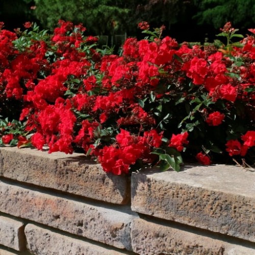 roza-okrywowa-rosa-alpenglühen-zielonapara-sadzonka-duza-zdrowa-biale-kwiaty
