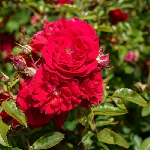 roza-pnaca-rosa-starlet-rose-lola-zielonapara-sadzonka-duza-zdrowa-rozowe-kwiaty