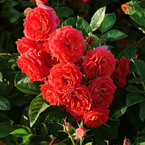 roza-pnaca-rosa-starlet-rose-carmen-zielonapara-sadzonka-duza-zdrowa-rozowe-kwiaty