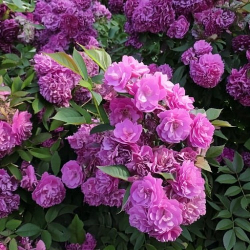 roza-pnaca-rosa-perennial-blue-zielonapara-sadzonka-duza-zdrowa-rozowe-kwiaty