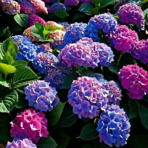 hortensja-ogrodowa-hydrangea-macrophylla-Bouquet -Rose'-zielonapara-sadzonka-duza-zdrowa-niebieskie-kwiaty