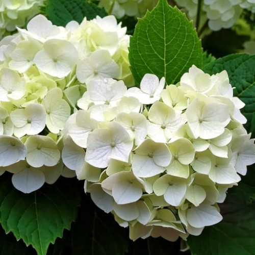 hortensja-ogrodowa-hydrangea-macrophylla-madame-emile-mouillere-zielonapara-sadzonka-duza-zdrowa-biale-kwiaty