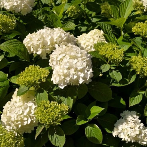 hortensja-ogrodowa-hydrangea-macrophylla-madame-emile-mouillere-zielonapara-sadzonka-duza-zdrowa-biale-kwiaty