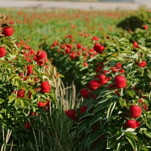 malinotruskawka-rubus-illecebrosus-zielonapara-sadzonka-duza-zdrowa-czerwone-owoce