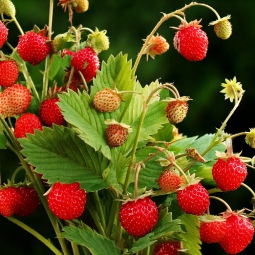 poziomka-fragaria-vesca-baron-zielonapara-sadzonka-duza-zdrowa-slodkie-czerwone-owoce