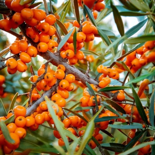 rokitnik-hippophae-rhamnoides-friesdorfer-orange-p9-zielonapara-sadzonka-duza-zdrowa-pomaranczowe-owoce