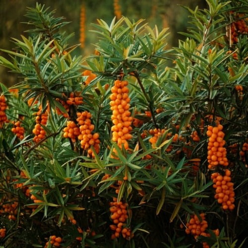rokitnik-hippophae-rhamnoides-friesdorfer-orange-p9-zielonapara-sadzonka-duza-zdrowa-pomaranczowe-owoce