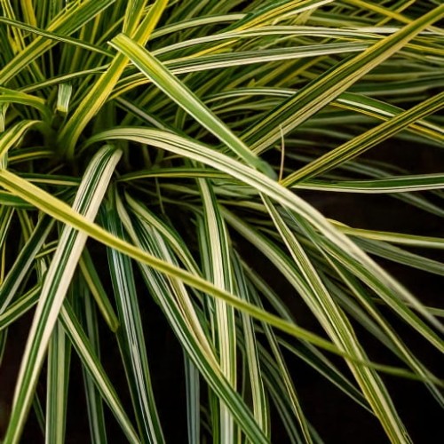 turzyca-oszimska-carex-oshimensis-moonlight-p9-zielonapara-sadzonka-duza-zdrowa-ozdobne-trawy-lisciaste
