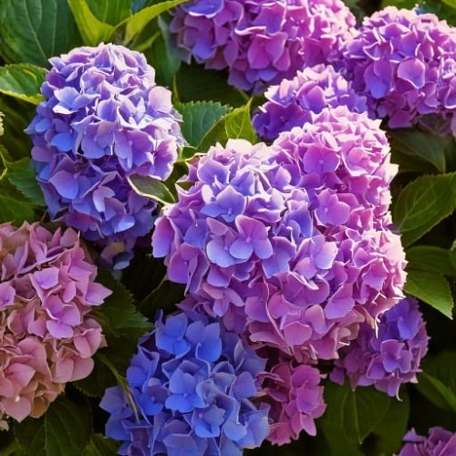 hortensja-ogrodowa-hydrangea-macrophylla-bodensee-zielonapara-sadzonka-duza-zdrowa-niebieskie-kwiaty