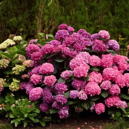 hortensja-ogrodowa-hydrangea-macrophylla-bodensee-zielonapara-sadzonka-duza-zdrowa-niebieskie-kwiaty