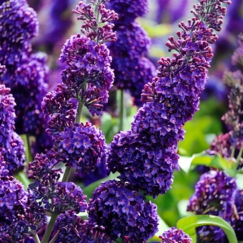 budleja-dawida-buddleja-davidii-black-knight-p9-zielonapara-sadzonka-duza-zdrowa-ciemnofioletowe-kwiaty