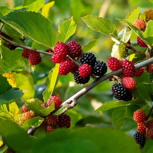 morwa-czarna-morus-nigra-p9-zielonapara-sadzonka-duza-zdrowa-jadalne-czarne-owoce