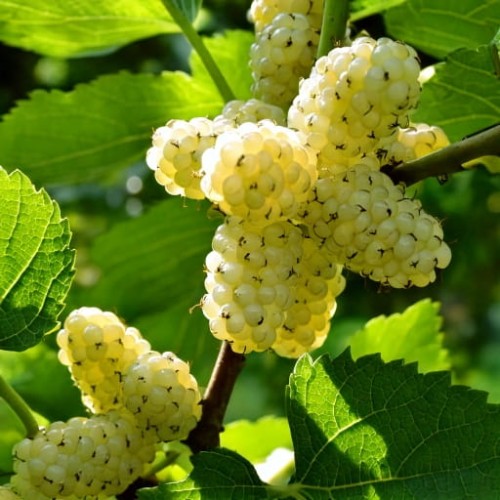 morwa-biala-morus-alba-p9-zielonapara-sadzonka-duza-zdrowa-jadalne-biale-owoce