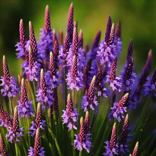 werbena-verbena-hybrida-santos-zielonapara-sadzonka-duza-zdrowa-kolorowe-kwiat.jpg