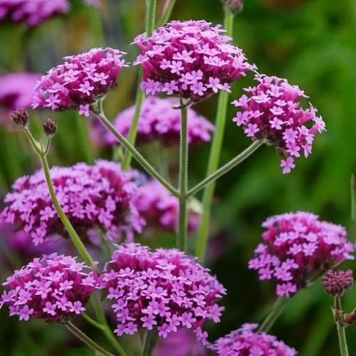 werbena-verbena-hybrida-lollipop-zielonapara-sadzonka-duza-zdrowa-kolorowe-kwiat.jpg