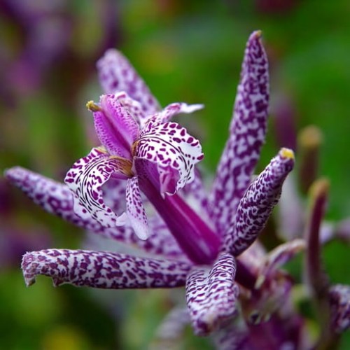 trojsklepka-owlosiona-tradescantia-pilosa-masamunei-zielonapara-sadzonka-duza-zdrowa-fioletowe-kwiaty