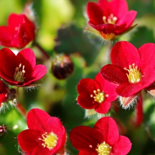 skalnica-arendsa-saxifraga-arendsii-ice-colours-red-zielonapara-sadzonka-duza-zdrowa-czerwone-kwiaty