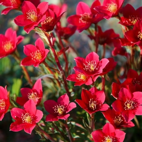 skalnica-arendsa-saxifraga-arendsii-ice-colours-red-zielonapara-sadzonka-duza-zdrowa-czerwone-kwiaty .jpg