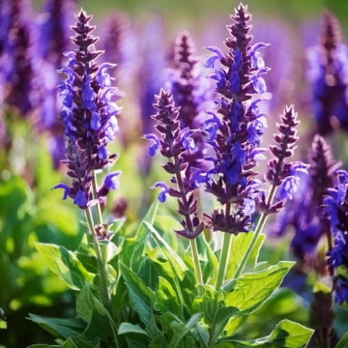szalwia-omszona-salvia-nemorosa-sensation-medium-violet-zielonapara-sadzonka-duza-zdrowa-fioletowe-kwiaty