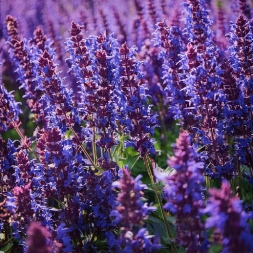 szalwia-omszona-salvia-nemorosa-sensation-medium-violet-zielonapara-sadzonka-duza-zdrowa-fioletowe-kwiaty
