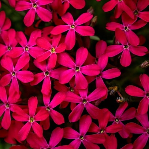 floks-douglasa-phlox-douglasii-ochsenblut-zielonapara-sadzonka-duza-zdrowa-czerwone-kwiaty