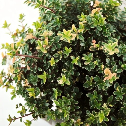 macierzanka-zwyczajna-thymus-pulegioides-foxley-zielonapara-sadzonka-duza-zdrowa-pstre-liscie-rozowe-kwiaty