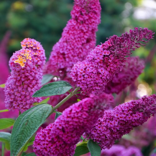 budleja-dawida-buddleja-davidii-royal-red-zielonapara-sadzonka-duza-zdrowa-czerwono-purpurowe-kwiatya