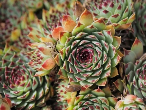 rojnik-sempervivum-tropical-fruity-zielonapara-sadzonka-duza-zdrowa-kolorowe-rozety