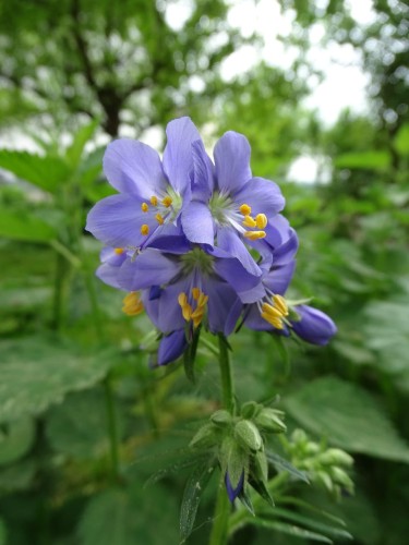 wielosil-polemonium-caeruleum-zielonapara-sadzonka-duza-zdrowa-niebieskie-kwiaty.jpg