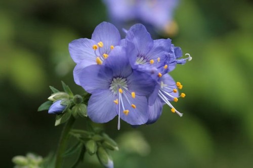 wielosil-polemonium-caeruleum-zielonapara-sadzonka-duza-zdrowa-niebieskie-kwiaty.jpg