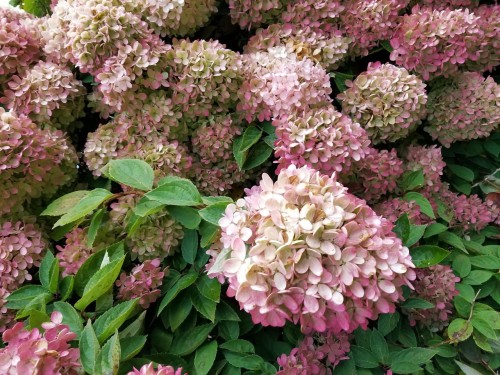 hortensja-bukietowa-hydrangea-paniculata-mix-5letnia-sadzonka-zielonapara-duza-zdrowa-rozne-kolory-kwiatow