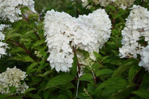 hortensja-bukietowa-hydrangea-paniculata-mix-5letnia-sadzonka-zielonapara-duza-zdrowa-rozne-kolory-kwiatow