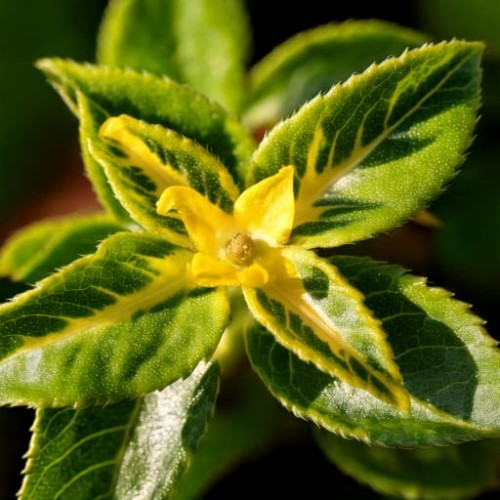 trzmielina-fortunea-euonymus-fortunei-sunspot-zielonapara-sadzonka-duza-zdrowa-pstre-liscie-zoltozielone