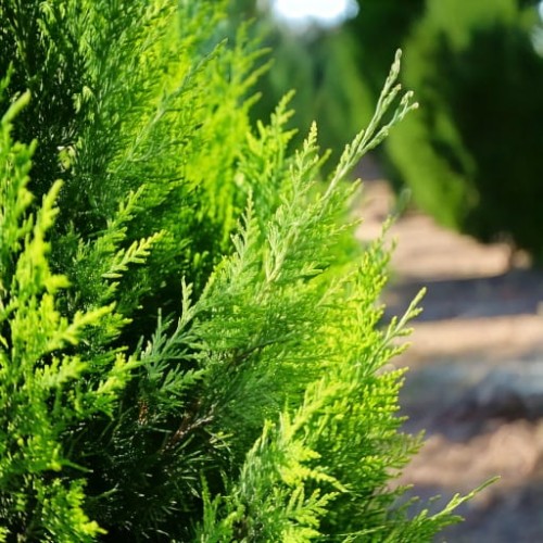 cyprysik-lawsona-chamaecyparis-lawsoniana-erecta-viridis-zielonapara-sadzonka-duza-zdrowa-waskokolumnowy-pokroj