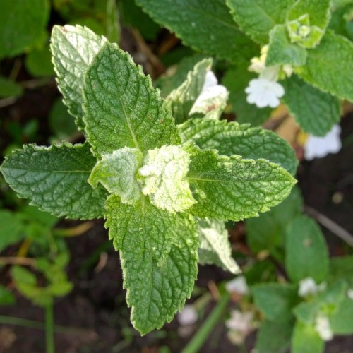 mieta-mentha-suaveolens-variegata-zielonapara-sadzonka-duza-zdrowa-pstre-liscie-aromatyczne-ziolo