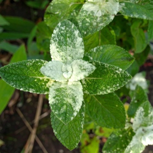 mieta-mentha-suaveolens-variegata-zielonapara-sadzonka-duza-zdrowa-pstre-liscie-aromatyczne-ziolo