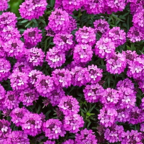 skrzydlinka-armenska-schizostylis-coccinea-warley-rose-zielonapara-sadzonka-duza-zdrowa-rozowe-kwiaty