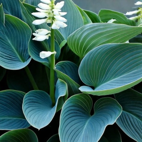 hosta-hybrid-blue-angel-zielonapara-sadzonka-duza-zdrowa-niebieskozielone-liscie