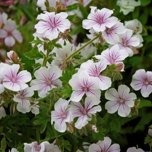bodziszek-kantabryjski-geranium-cantabrigiense-biokovo-zielonapara-sadzonka-duza-zdrowa-biale-kwiaty