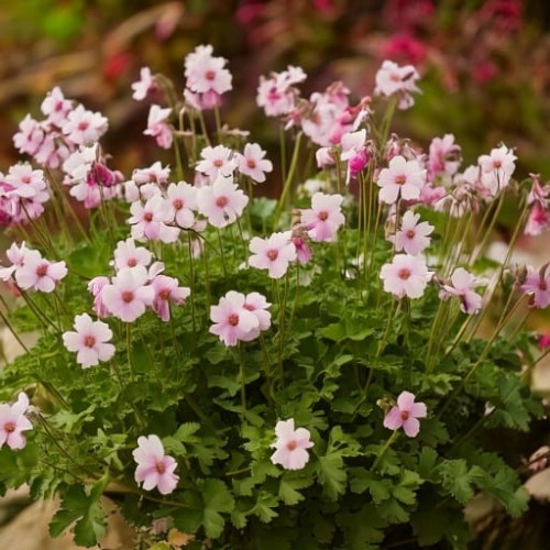 bodziszek-kantabryjski-geranium-cantabrigiense-biokovo-zielonapara-sadzonka-duza-zdrowa-biale-kwiaty