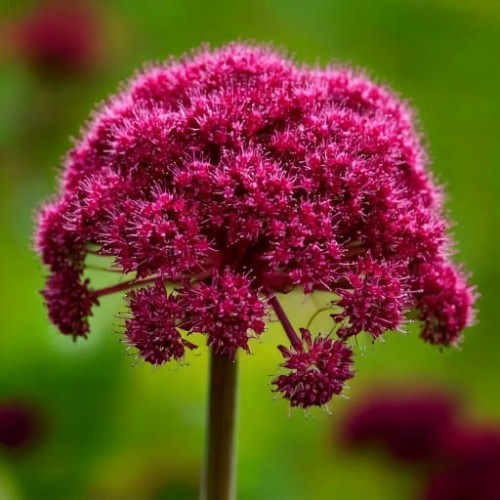 arcyzdziegiel-olbrzymi-angelica-archangelica-zielonapara-sadzonka-duza-zdrowa-aromatyczne-ziola