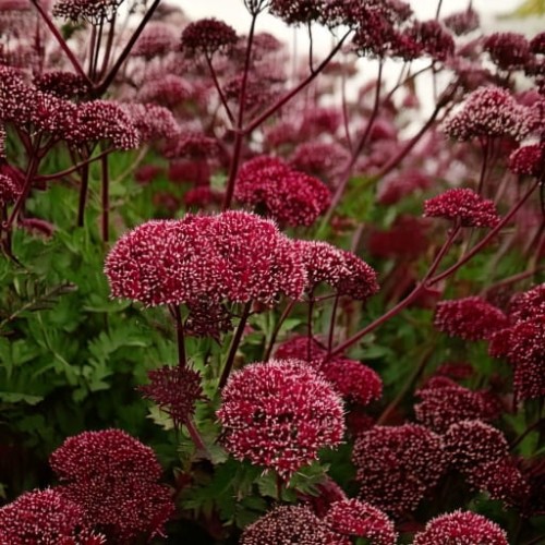 arcyzdziegiel-olbrzymi-angelica-archangelica-zielonapara-sadzonka-duza-zdrowa-aromatyczne-ziola