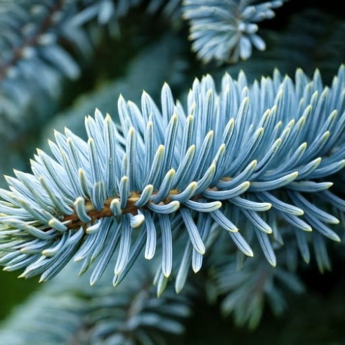 Jodła kalifornijska Glauca