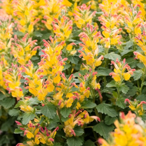 klosowiec-agastache-hybrida-yellow-zielonapara-sadzonka-duza-zdrowa-zolte-kwiaty-2.jpg
