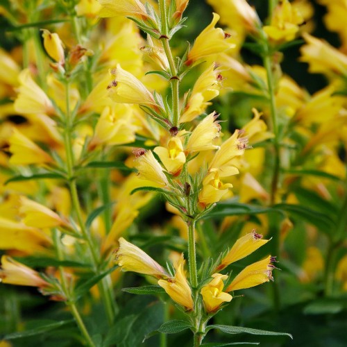 klosowiec-agastache-hybrida-yellow-zielonapara-sadzonka-duza-zdrowa-zolte-kwiaty-2.jpg