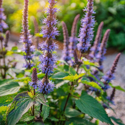klosowiec-blue-fortune-agastache-blue-fortune-lawendowoniebieskie-kwiaty-miododajna-aromatyczna-bylina-sadzonka-sadzonki-zielona-para-zielonapara