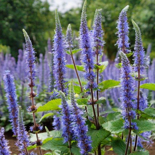klosowiec-blue-fortune-agastache-blue-fortune-lawendowoniebieskie-kwiaty-miododajna-aromatyczna-bylina-sadzonka-sadzonki-zielona-para-zielonapara