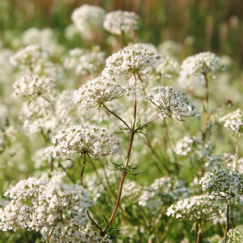 kozlek-lekarski-valeriana-officinalis-rozowobiale-kwiaty-lecznicza-miododajna-bylina-sadzonka-sadzonki-zielona-para-zielonapara