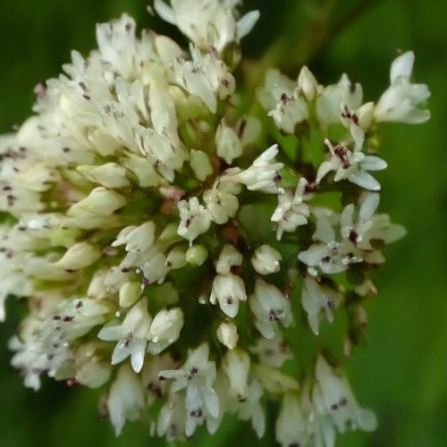 kozlek-lekarski-valeriana-officinalis-rozowobiale-kwiaty-lecznicza-miododajna-bylina-sadzonka-sadzonki-zielona-para-zielonapara